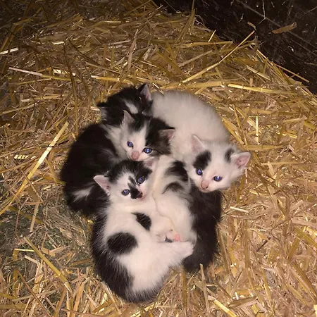 Urlaub Am Bauernhof Familie Roessler Vlg. Spor * Pols