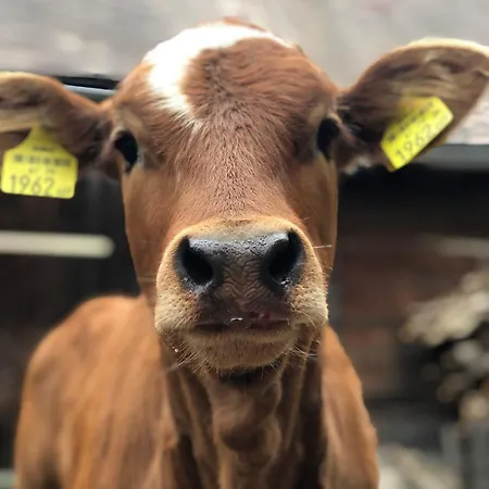 Urlaub Am Bauernhof Familie Roessler Vlg. Spor Apartamento Pols