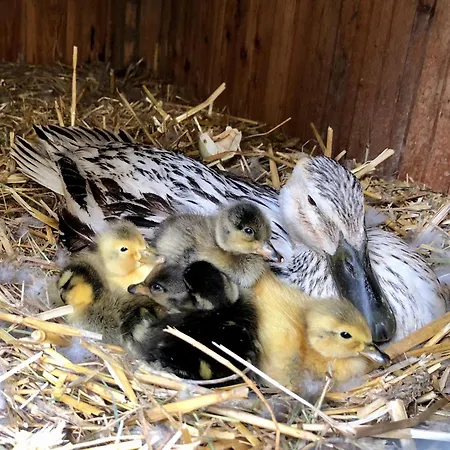 Lejlighed Urlaub Am Bauernhof Familie Rossler Vlg. Spor Pols