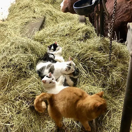 Urlaub Am Bauernhof Familie Roessler Vlg. Spor Pols