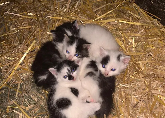 Urlaub Am Bauernhof Familie Rossler Vlg. Spor * Pols