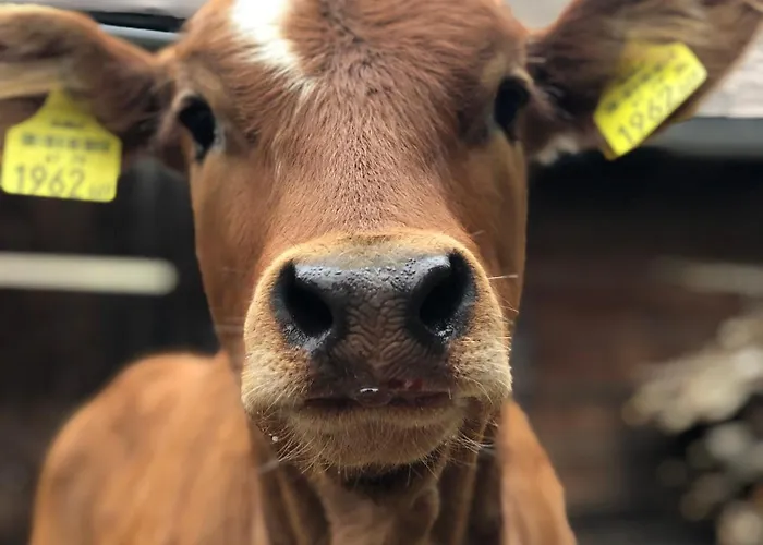 Urlaub Am Bauernhof Familie Roessler Vlg. Spor شقة Pols