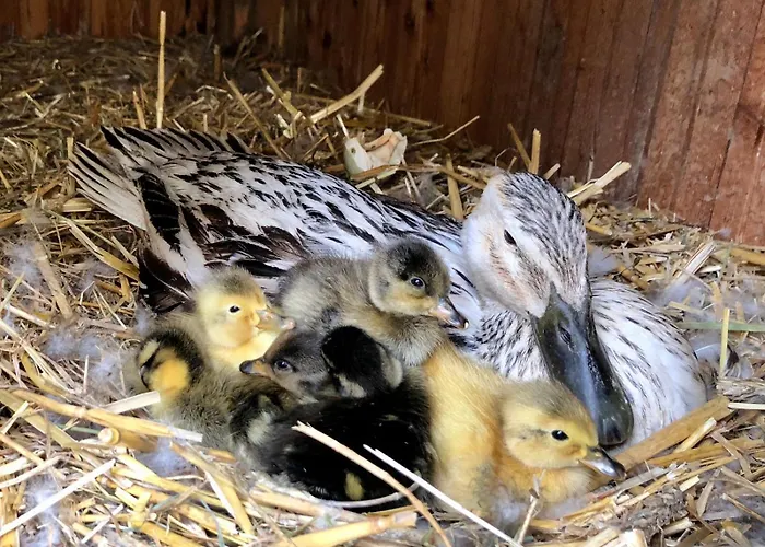 Lejlighed Urlaub Am Bauernhof Familie Rossler Vlg. Spor Pols