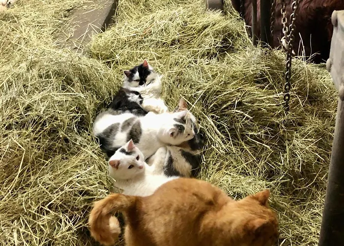 Urlaub Am Bauernhof Familie Rossler Vlg. Spor Pols